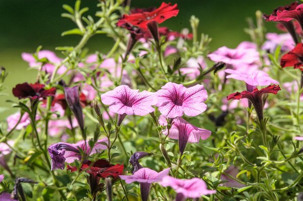 Optimisez votre maison : coût isolation des combles perdus