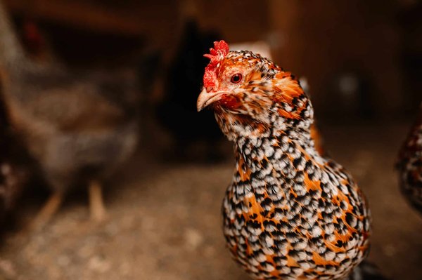 les meilleures plantes pour un jardin fleuri toute l'année