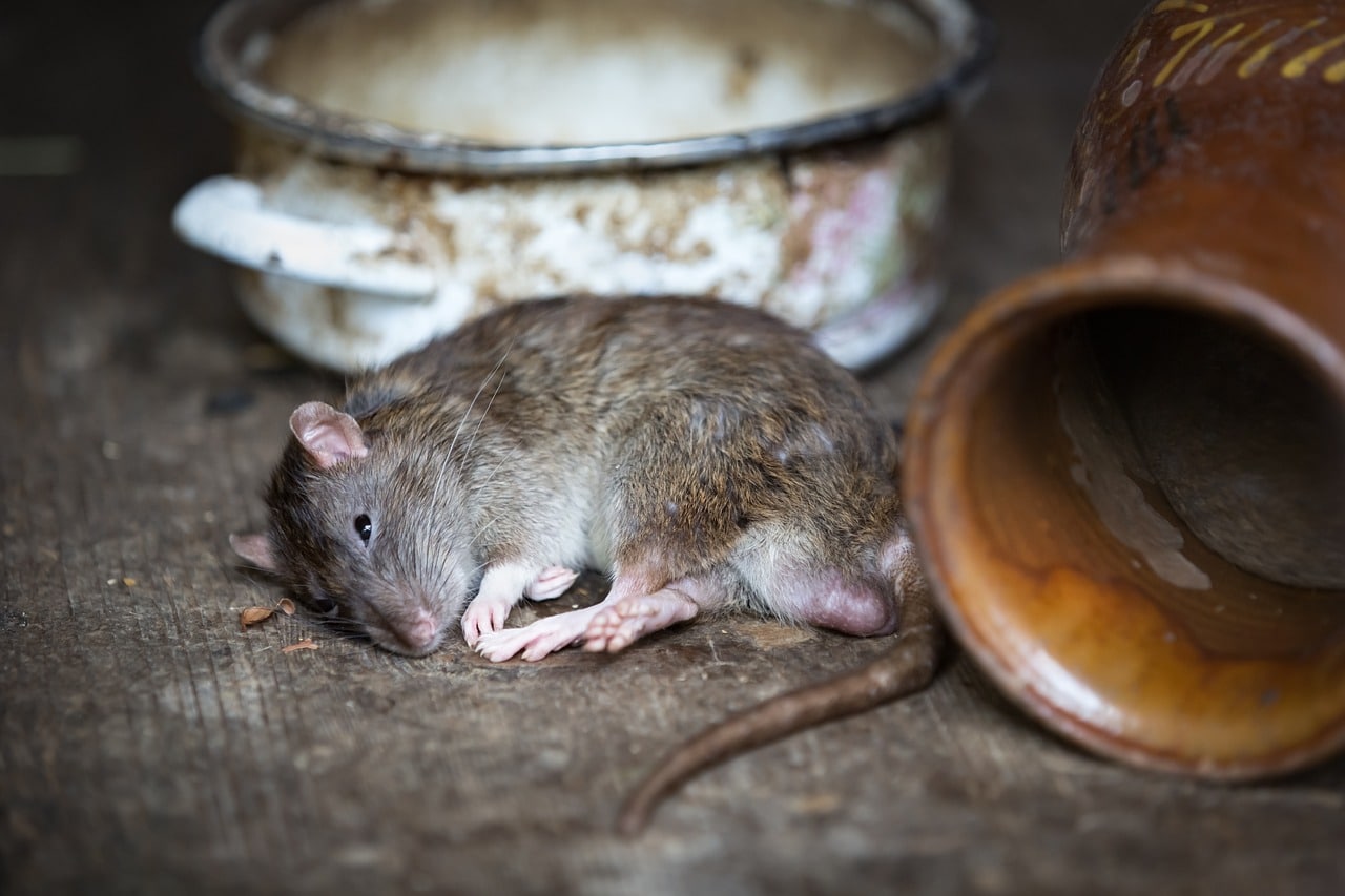 Dératisation Toulouse : comment se débarrasser efficacement des rats et des souris ?
