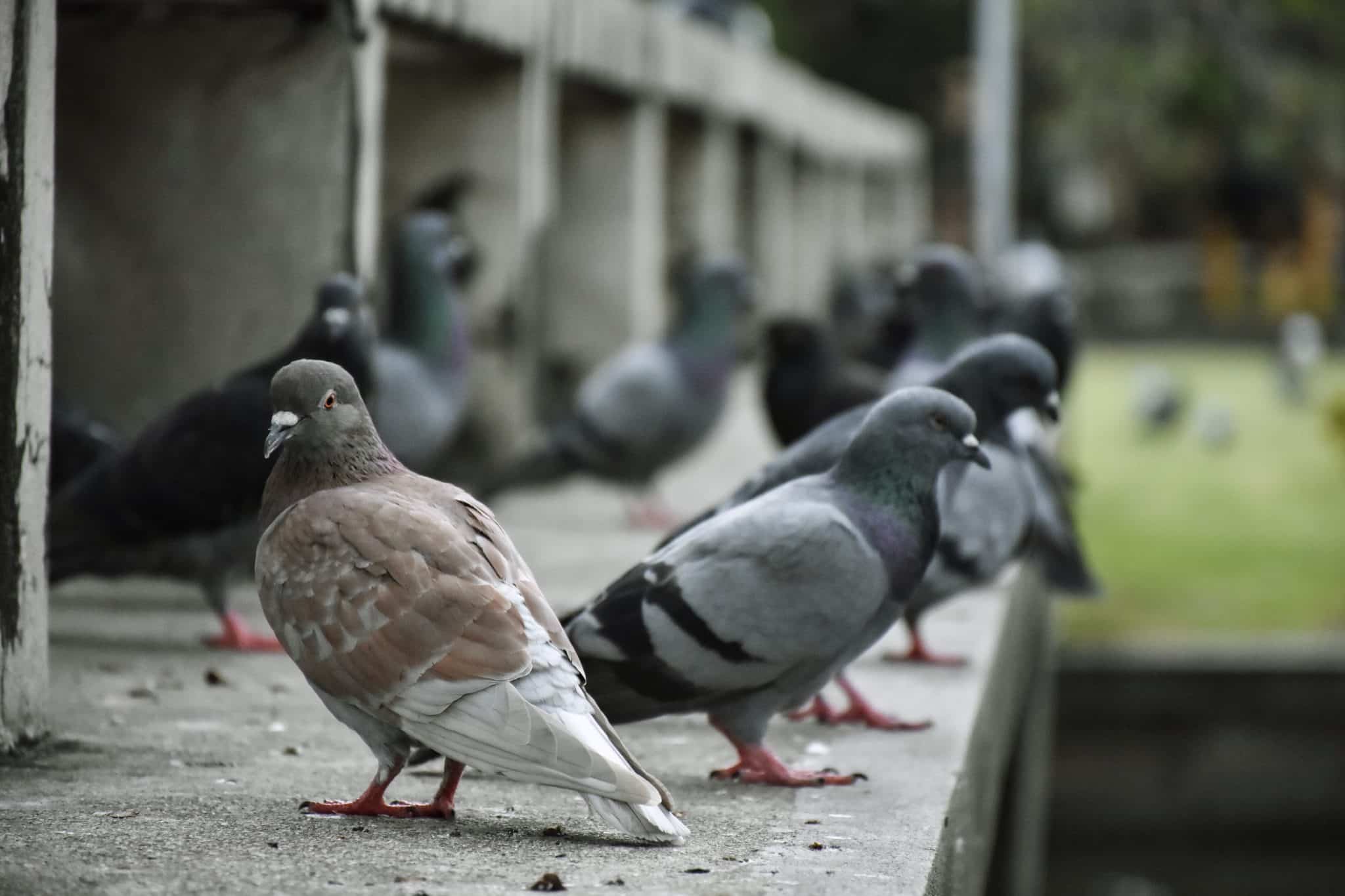 Pourquoi utiliser des pics à pigeons pour éradiquer les oiseaux ?