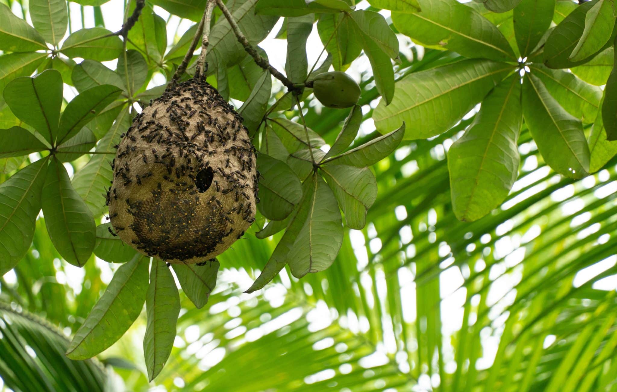 Les frelons asiatiques : Un défi pour la gestion des espaces naturels