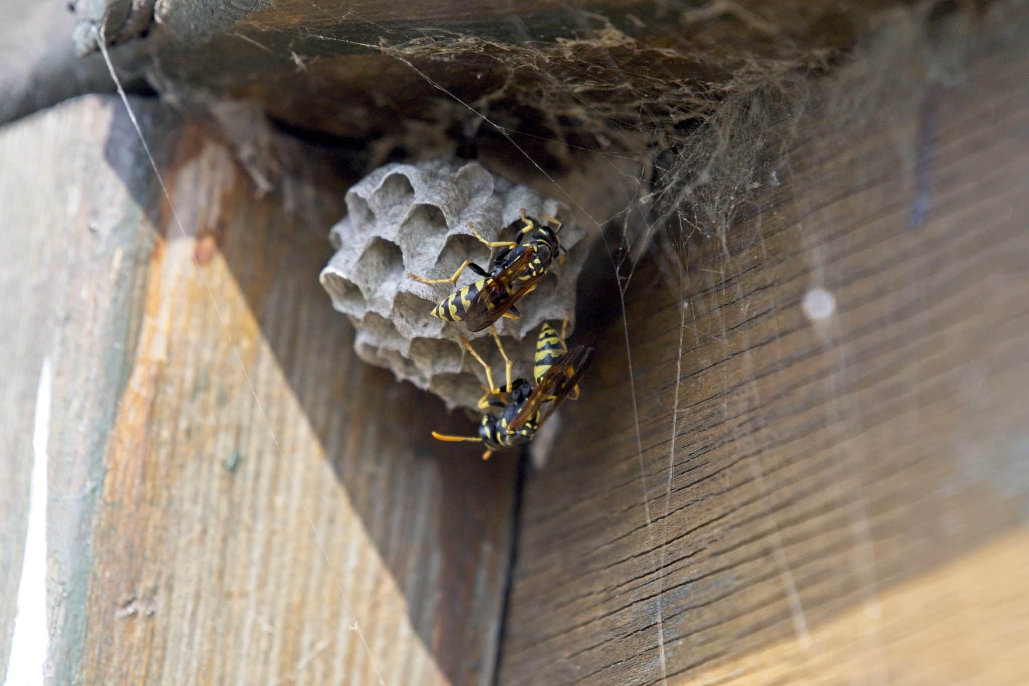 L’invasion des frelons asiatiques à la maison : Comment se protéger ?