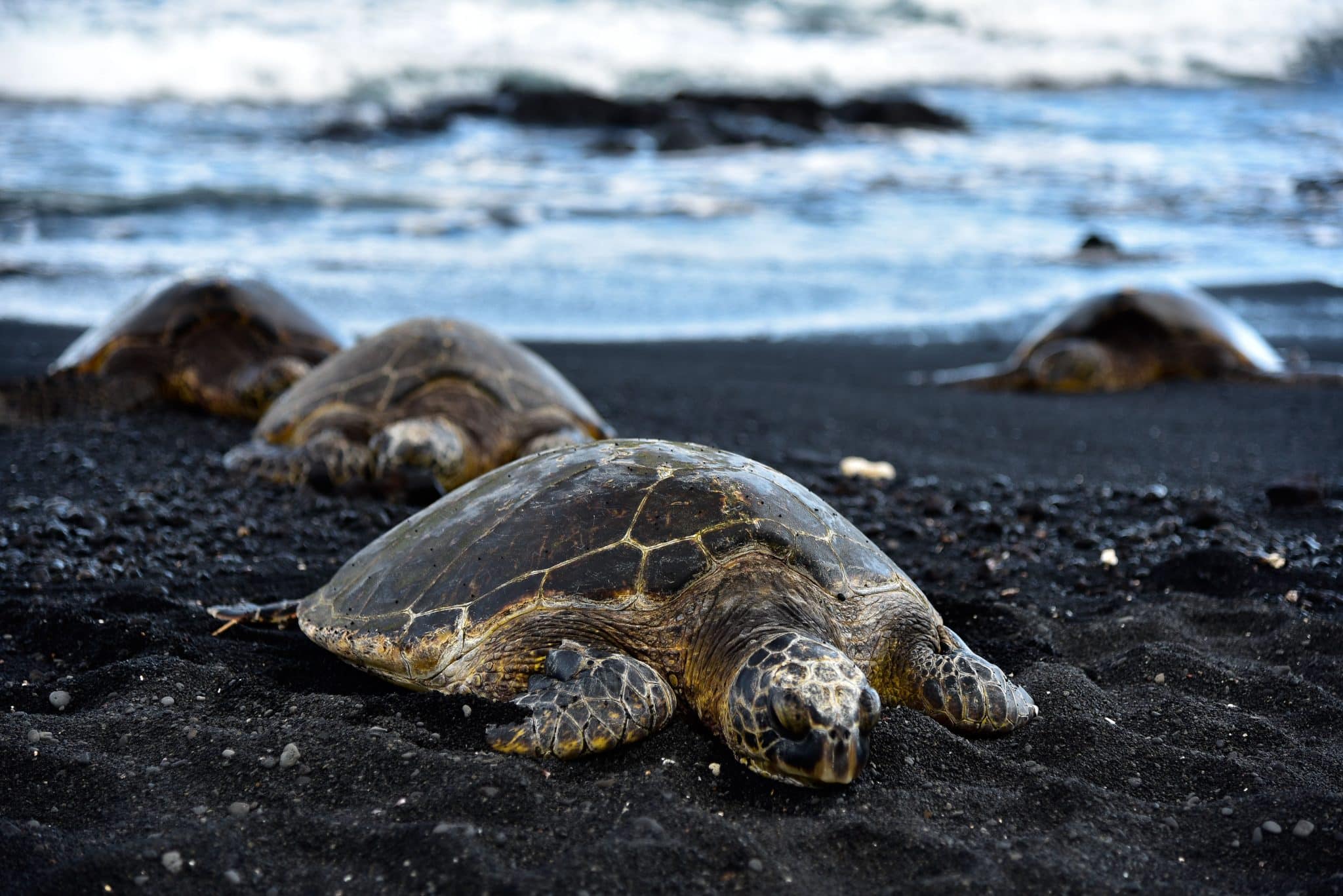 conseils pour déménager avec des animaux exotiques ou insolites